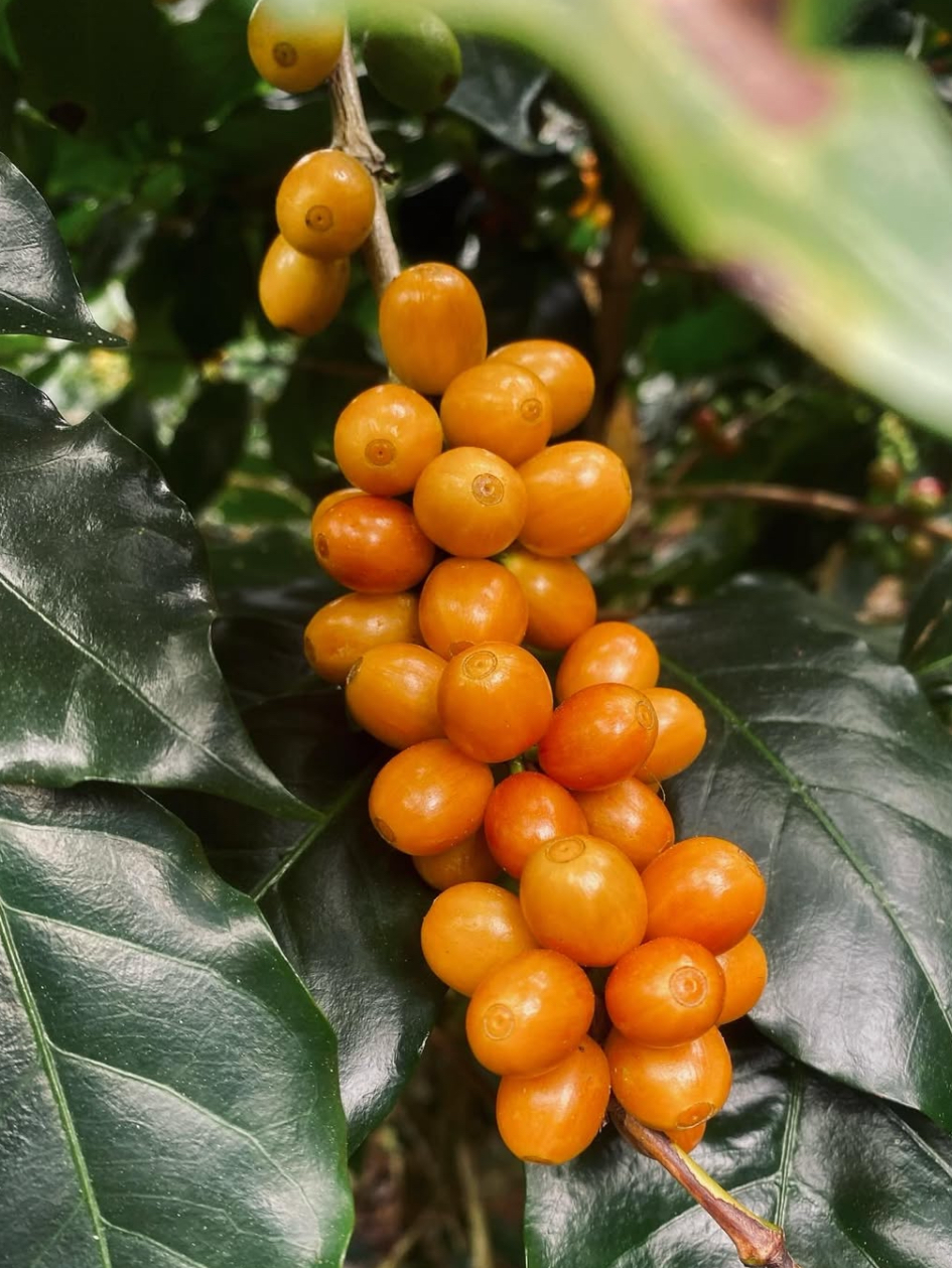 Vietnam Tram Hành ThyThy Yeast Anaerobic