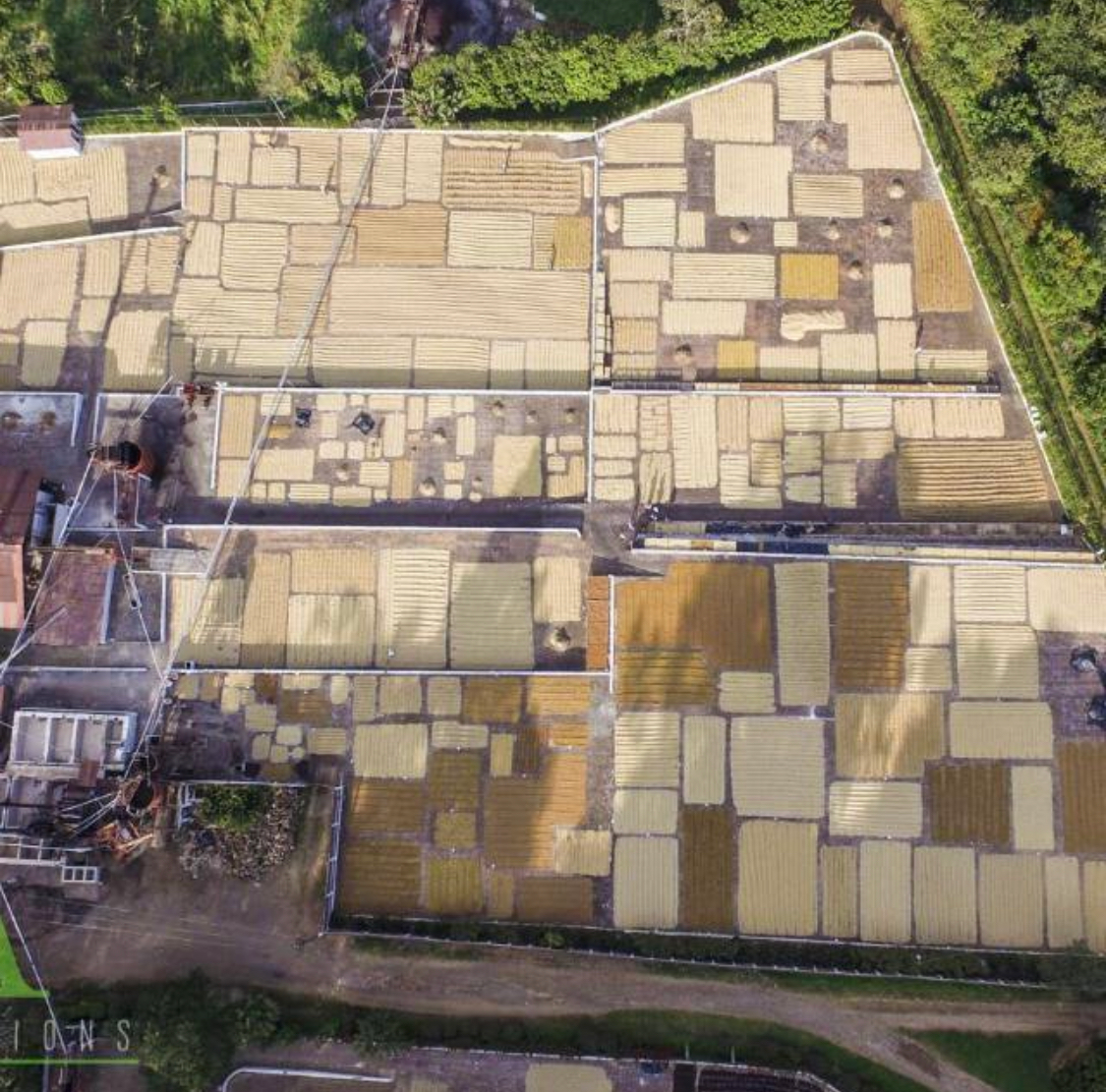 El Salvador El Carmen Yellow Bourbon Washed