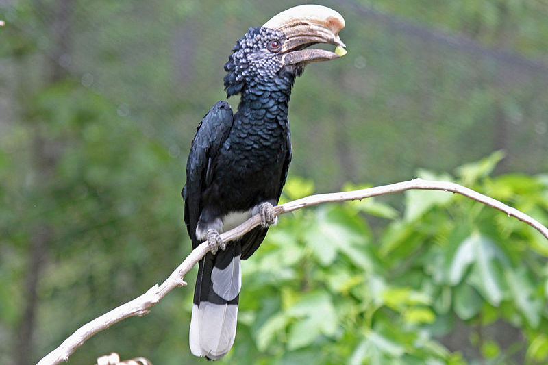 Ethiopia Gidami Asikana Natural