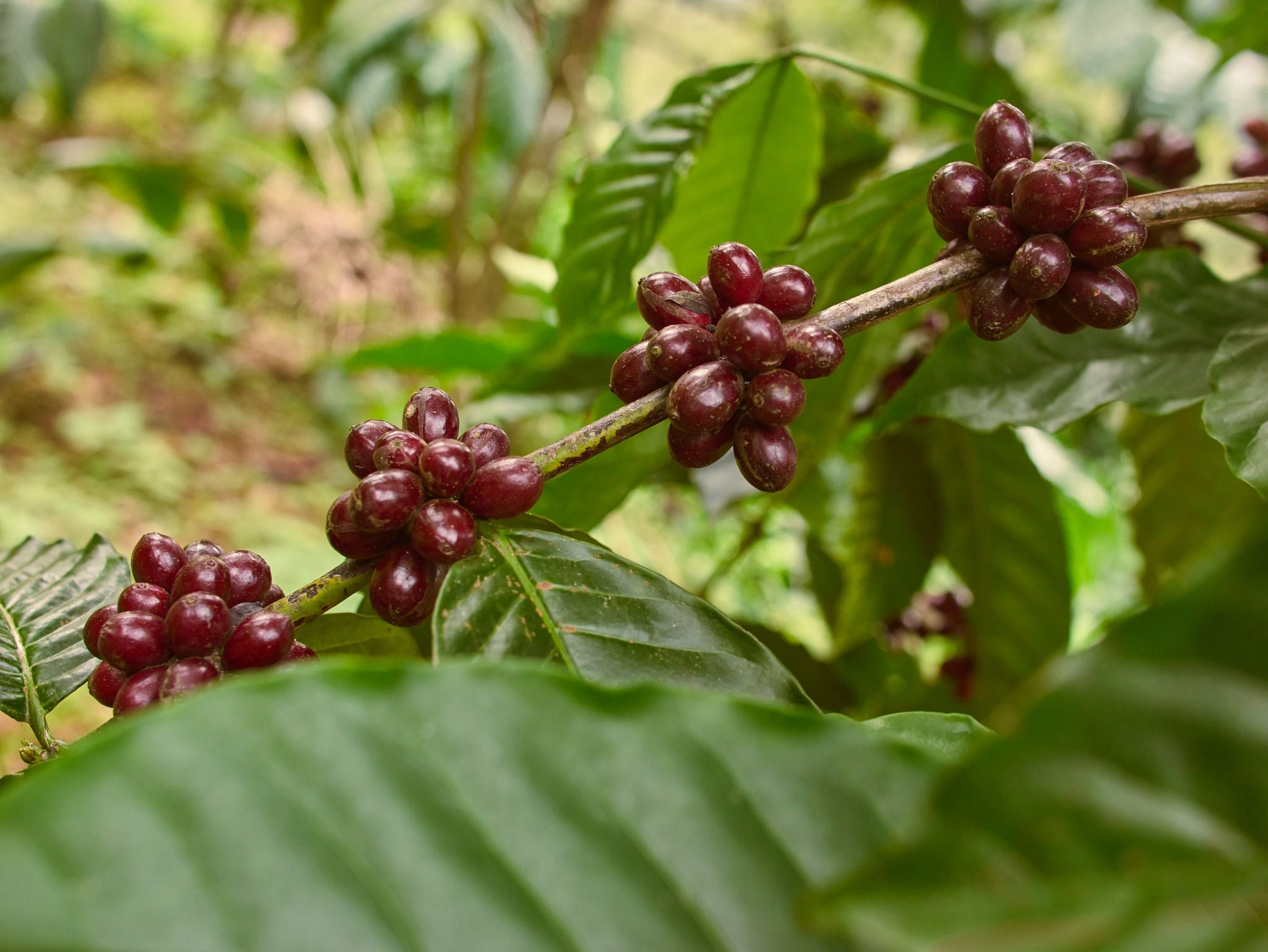 Vietnam Future Farm Anaerobic Natural