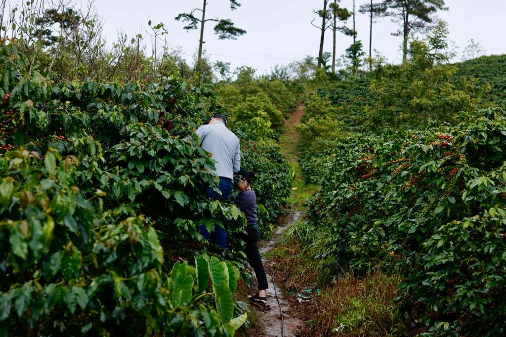 Vietnam Vuong Family Java Anaerobic Natural
