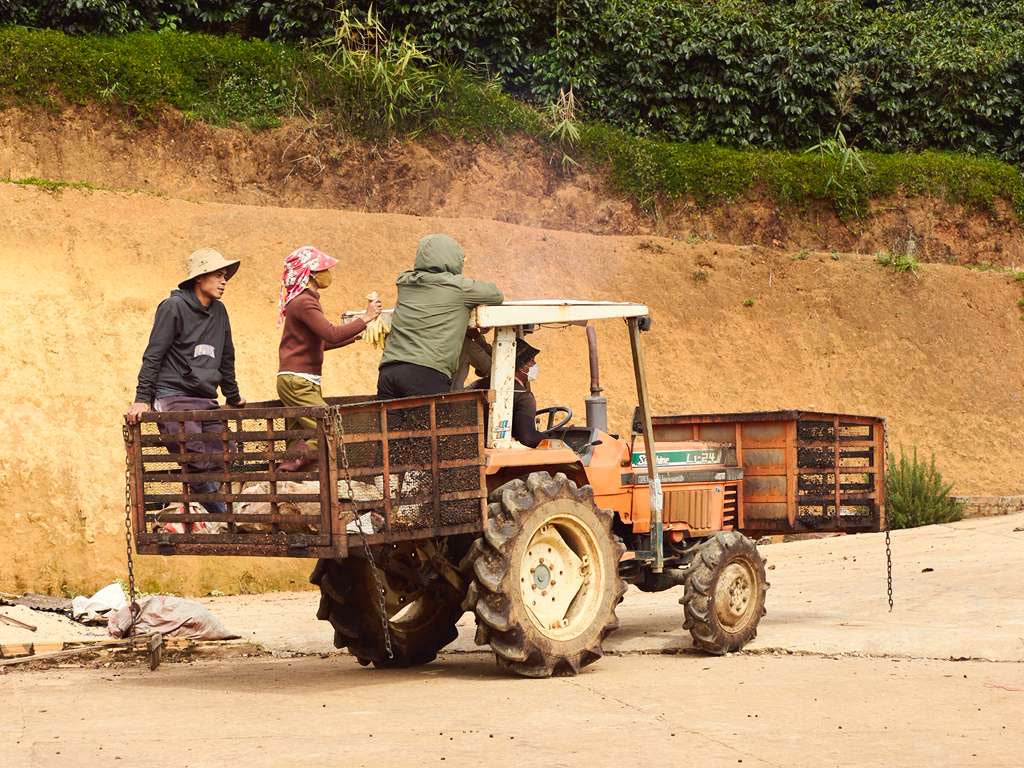 Vietnam Vuong Family Java Anaerobic Natural