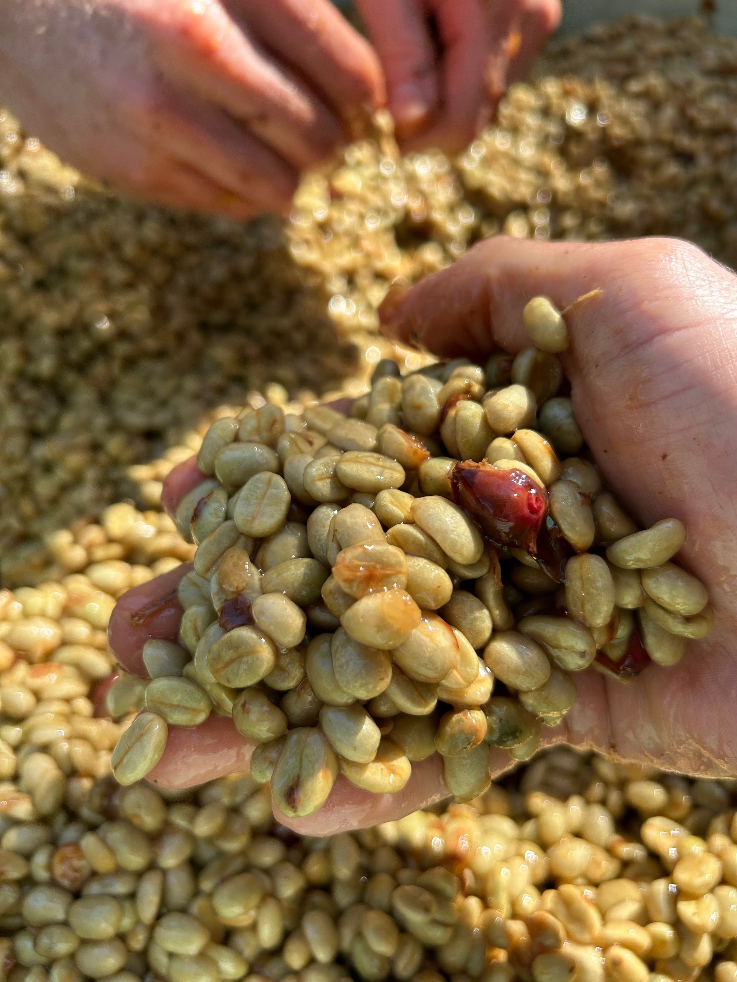 Mexico Nayarit Gruppo Terruño Washed